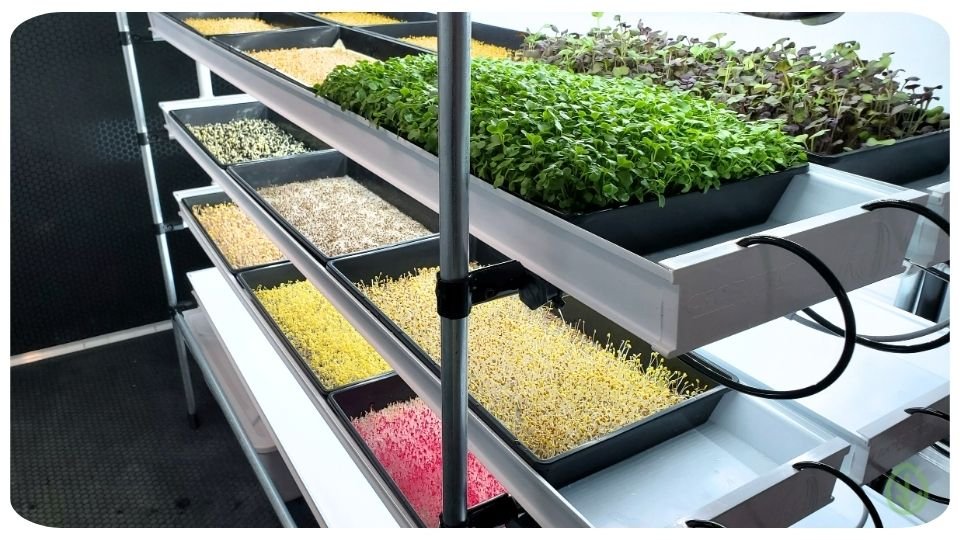 Grow Microgreens Hydroponically