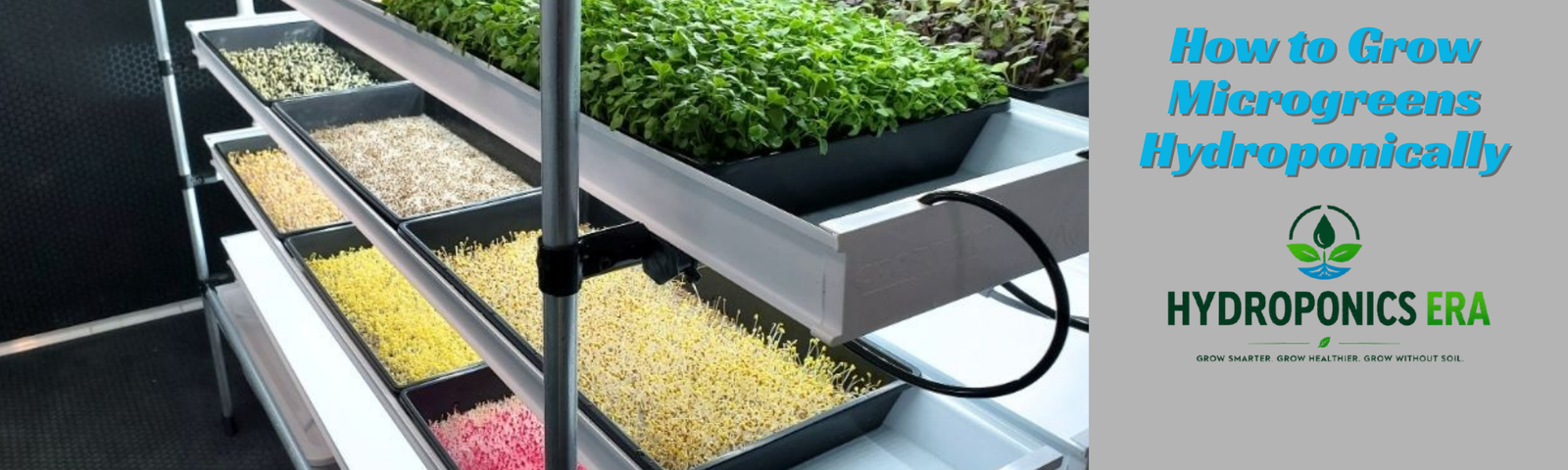 How to Grow Microgreens Hydroponically