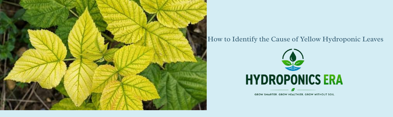 How to Identify the Cause of Yellow Hydroponic Leaves