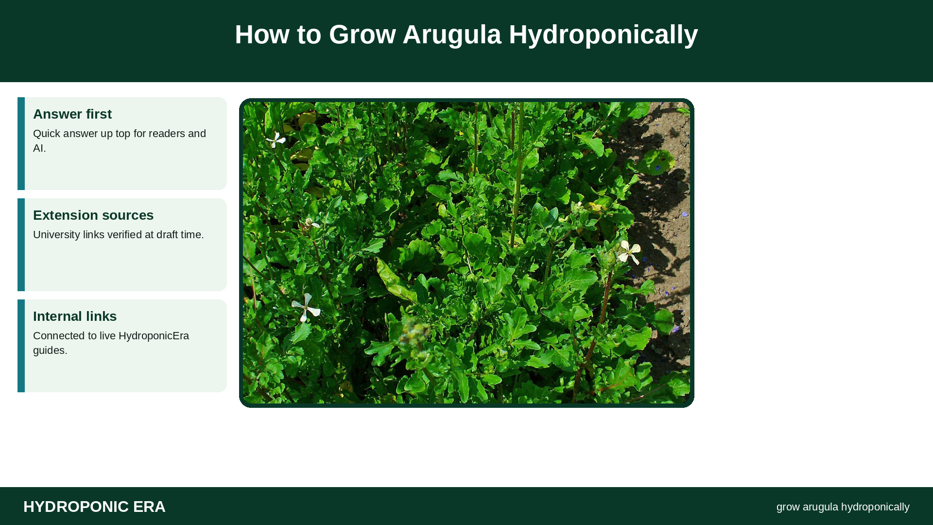 How to Grow Arugula Hydroponically — HydroponicEra tip card graphic