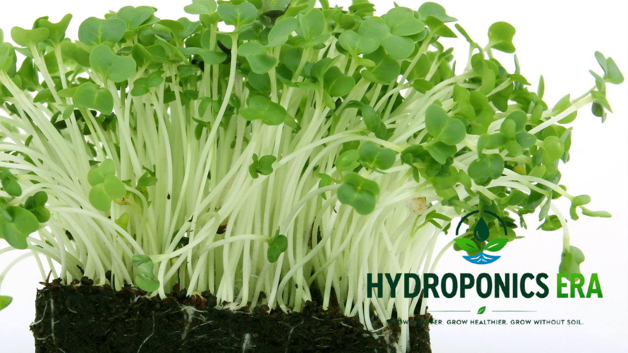 Microgreens