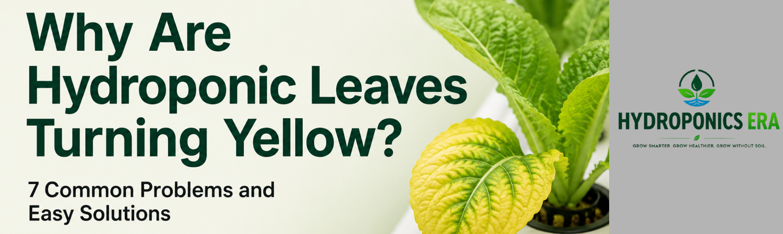 Why Are Hydroponic Leaves Turning Yellow
