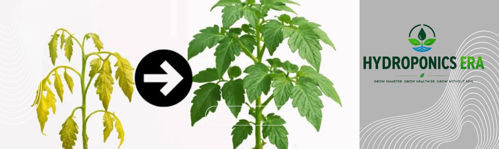 Why Are Hydroponic Leaves Turning Yellow