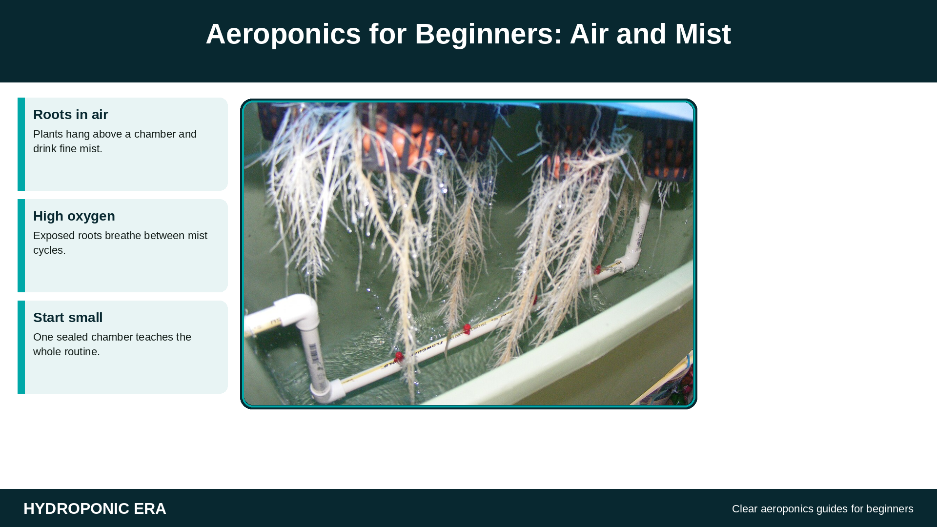 Aeroponics for beginners: grow plants in air and mist with a simple chamber
