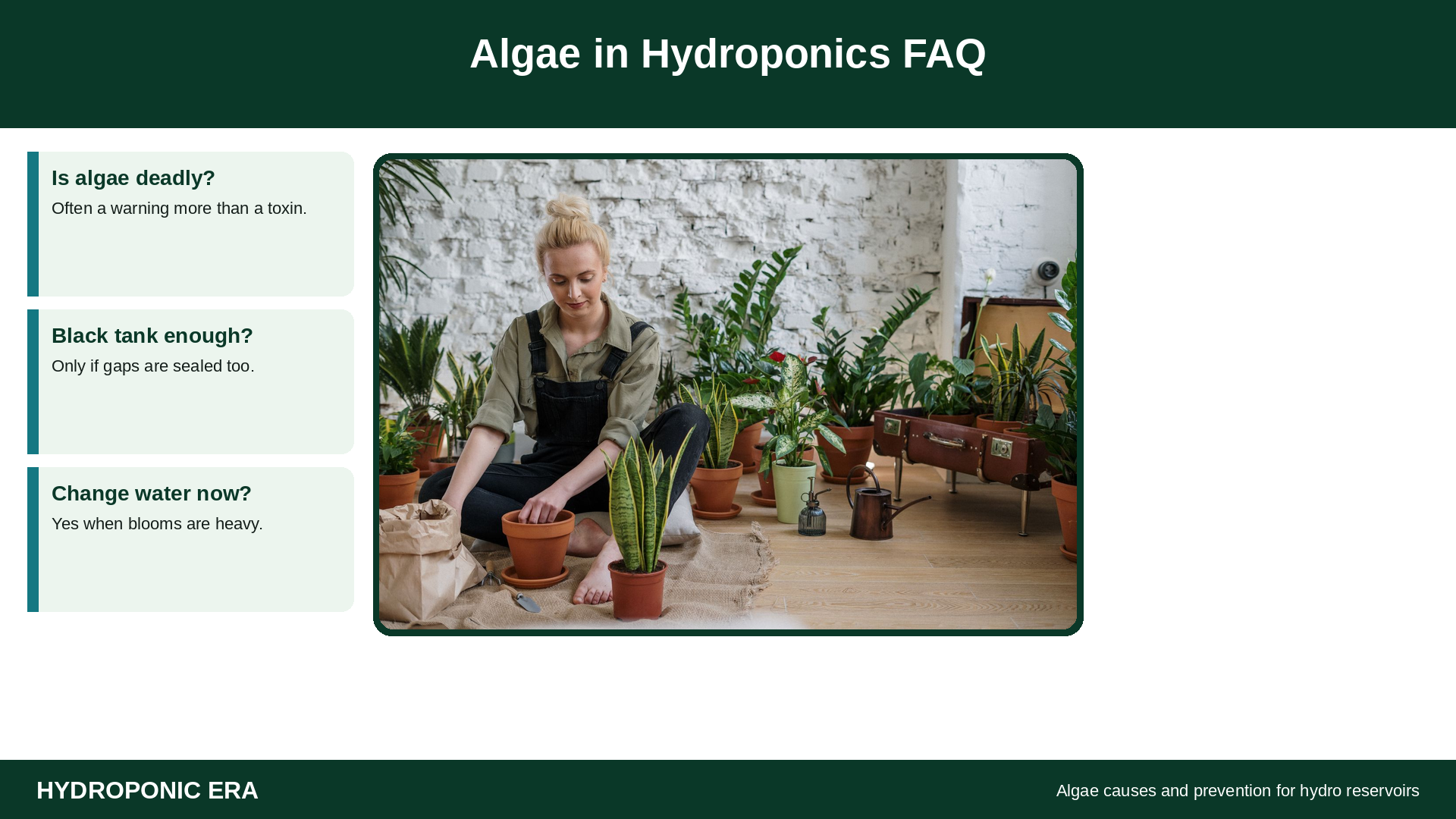 Basil plant with algae FAQ tip cards
