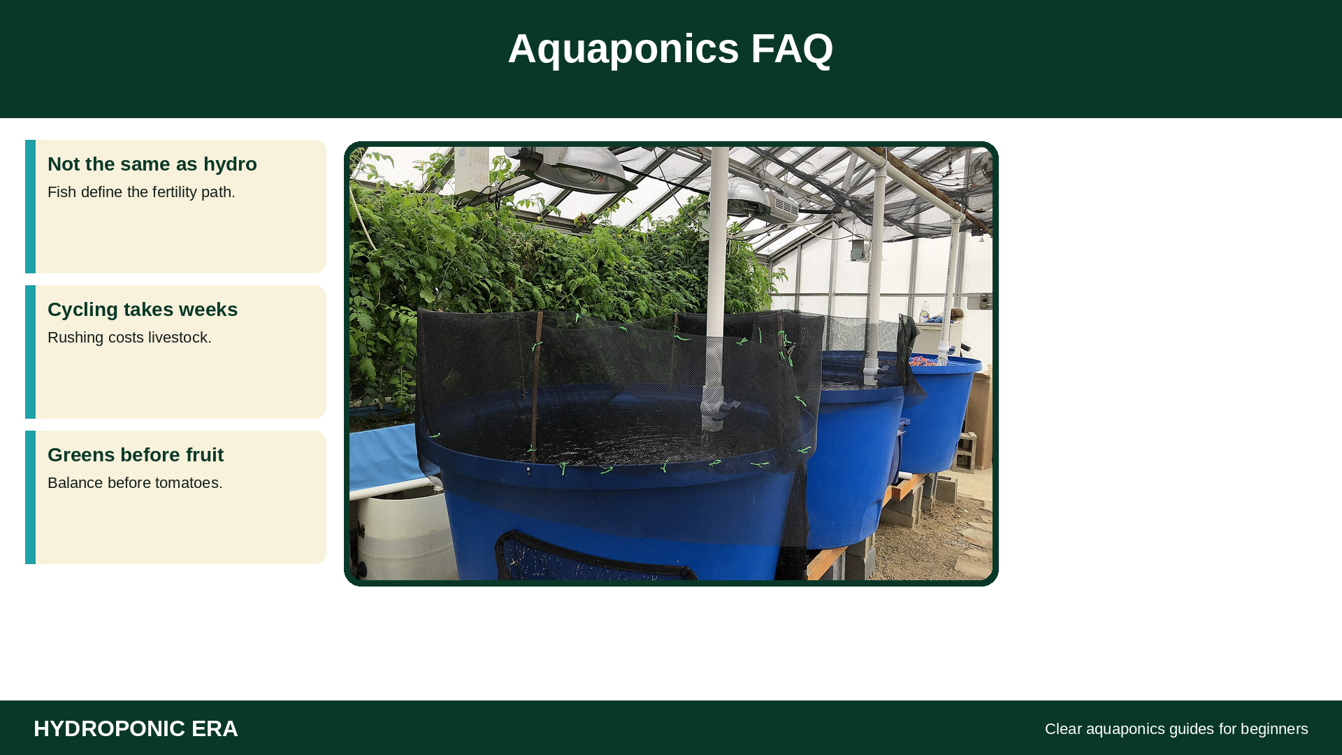 Aquaponics FAQ for beginners learning fish and plant loops