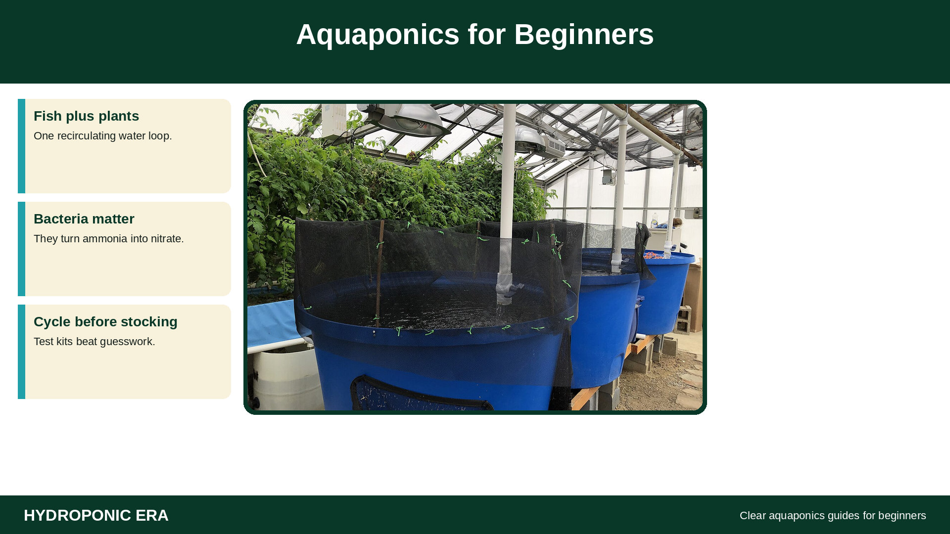 Aquaponics for beginners: fish and plants sharing a recirculating tank system