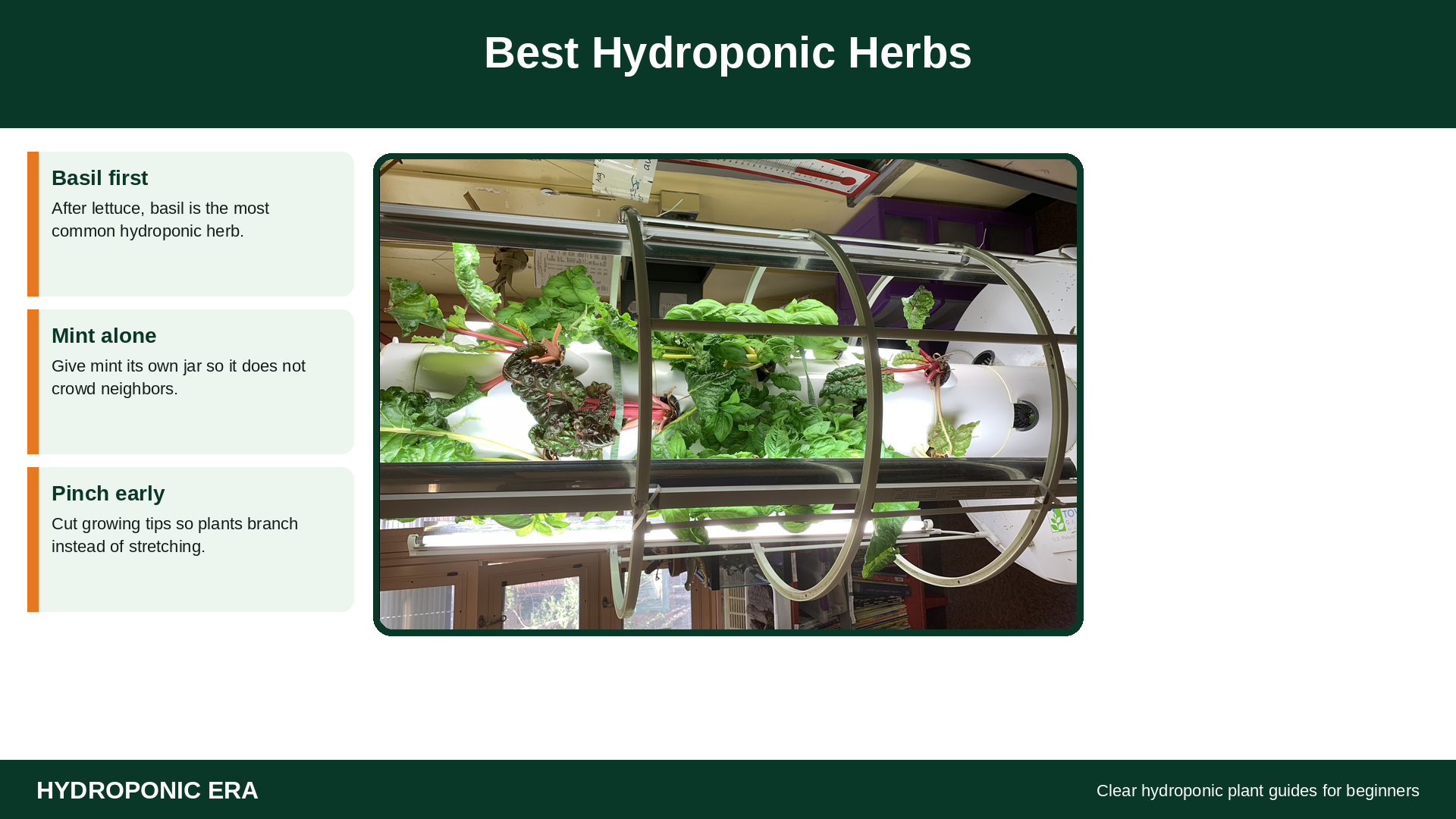 Best hydroponic herbs for beginners including basil on a tower