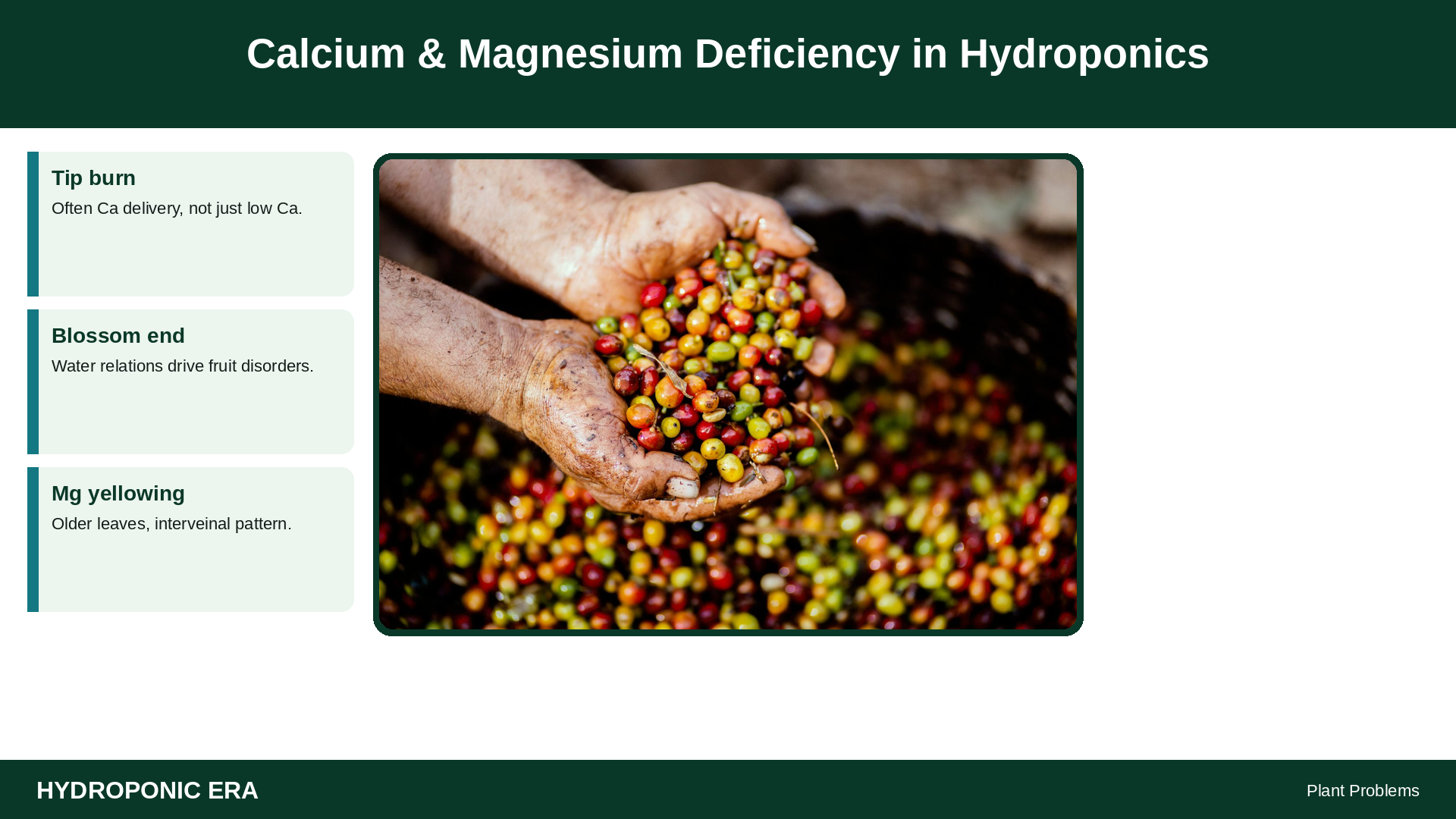 Calcium & Magnesium Deficiency in Hydroponics — HydroponicEra tip card graphic