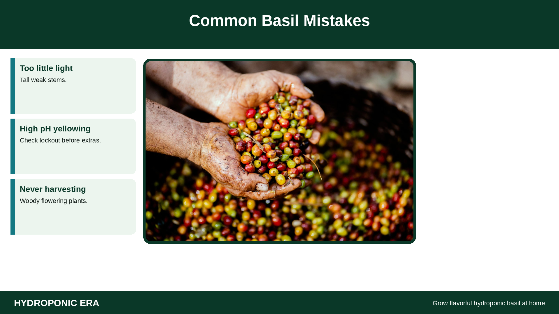 Yellow leaves with common basil mistake tip cards