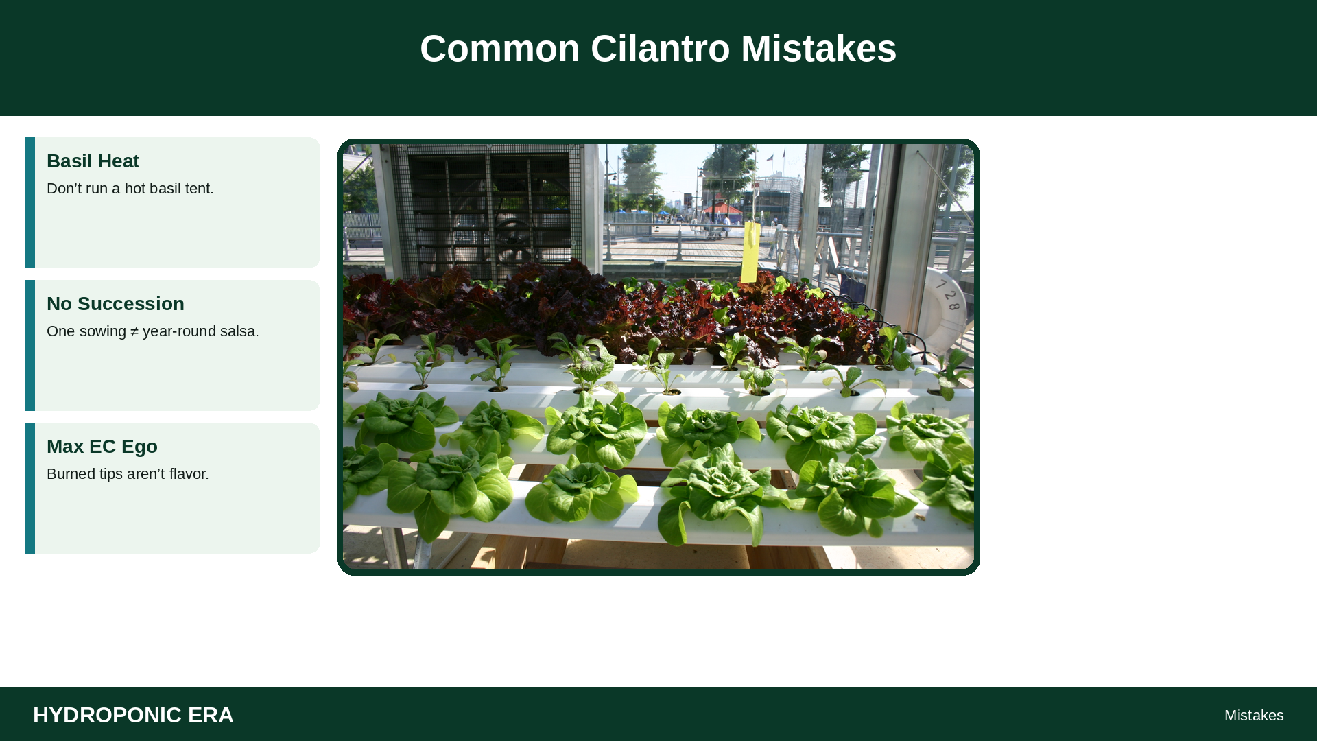 Common Cilantro Mistakes — HydroponicEra tip card graphic
