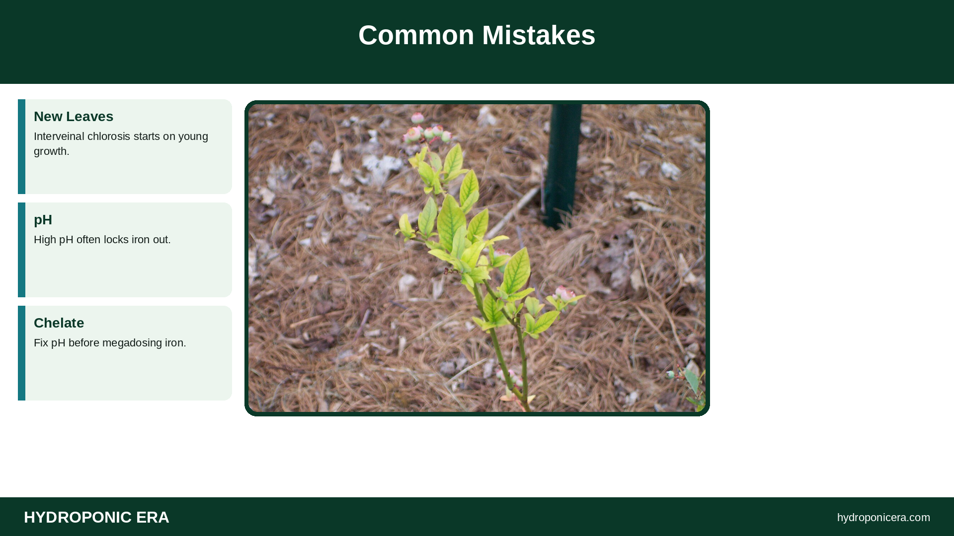 Common Mistakes — HydroponicEra tip card graphic