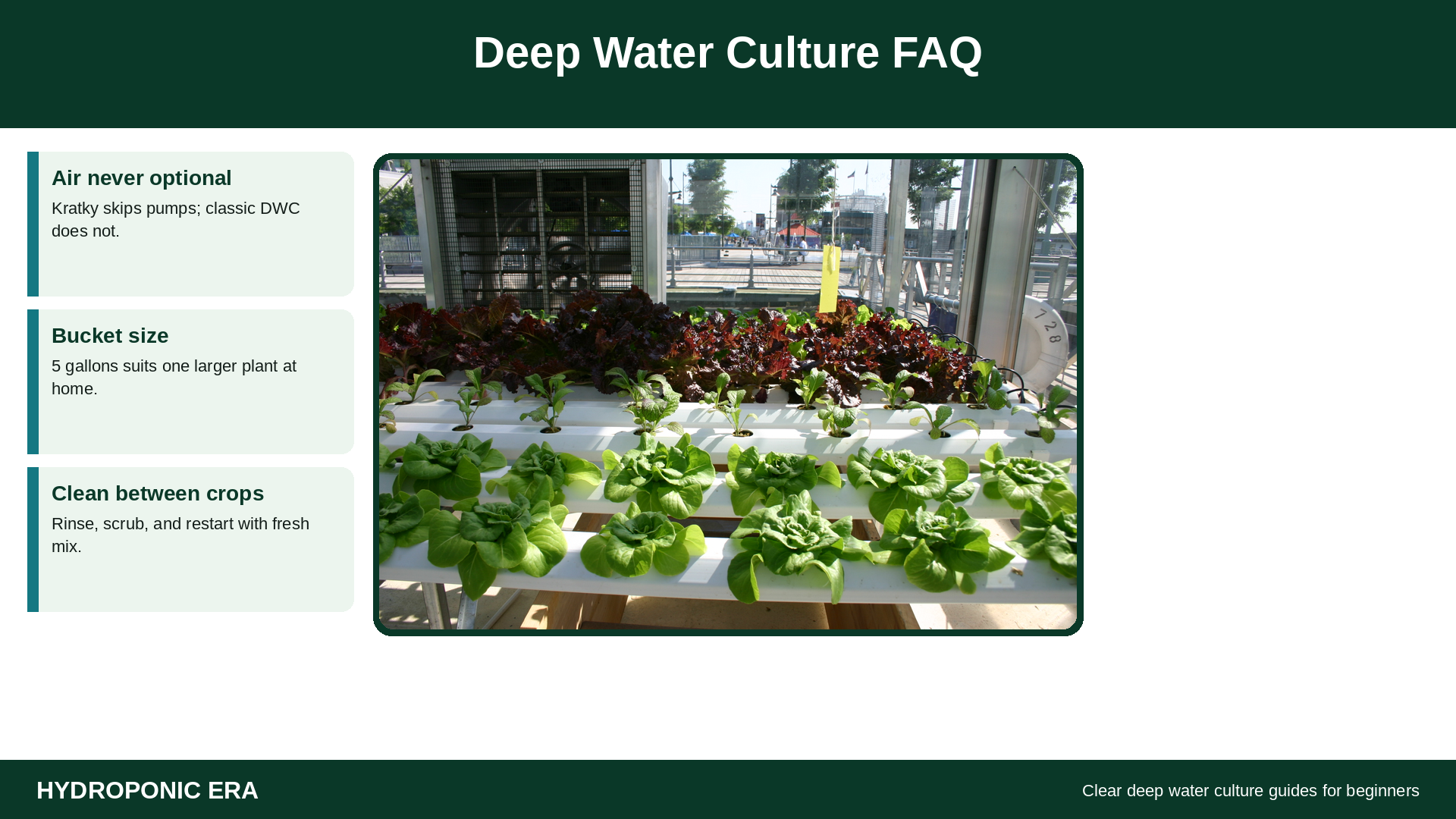 Deep water culture FAQ for beginners learning DWC hydroponics