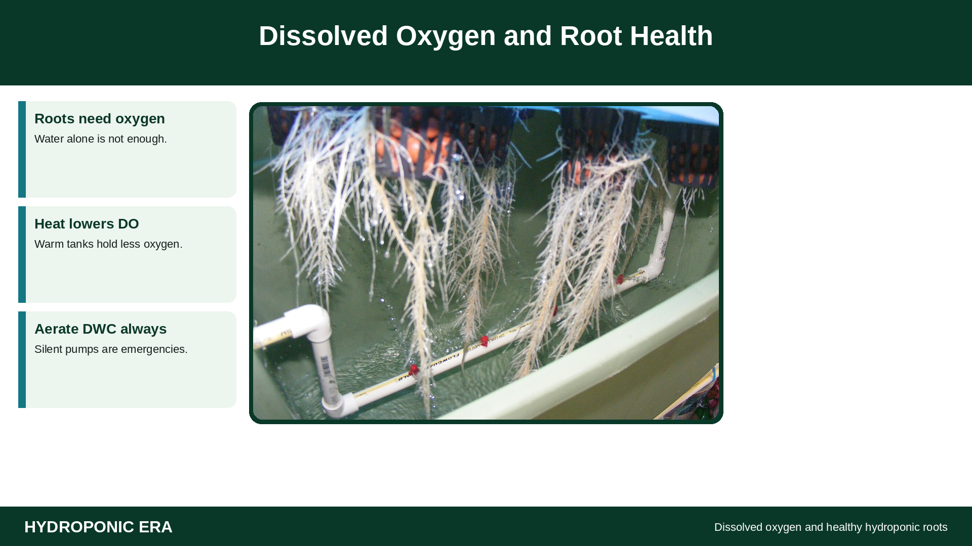 Healthy hydroponic roots with dissolved oxygen tip cards