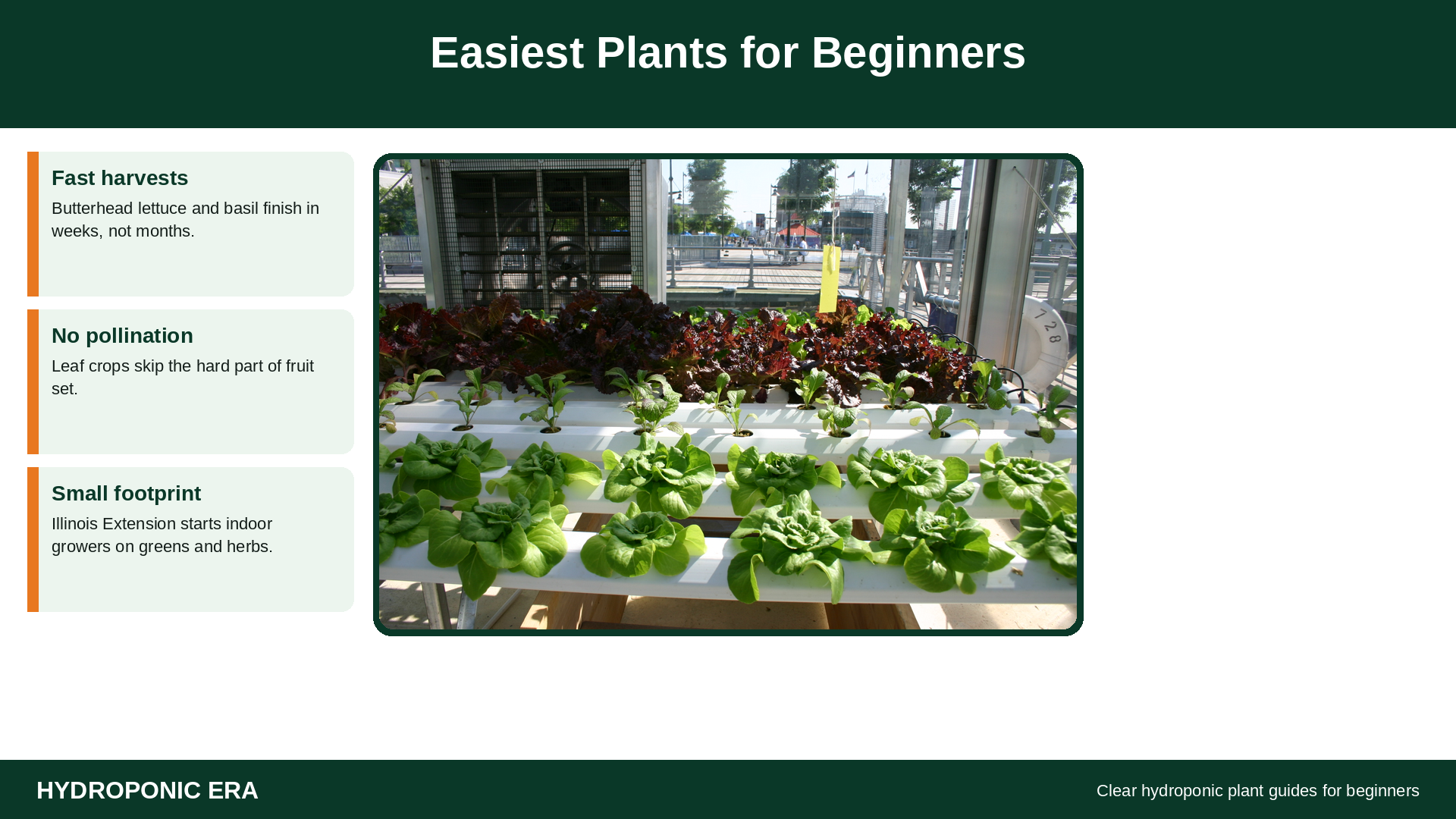 Easiest plants for hydroponics beginners: butterhead lettuce in NFT