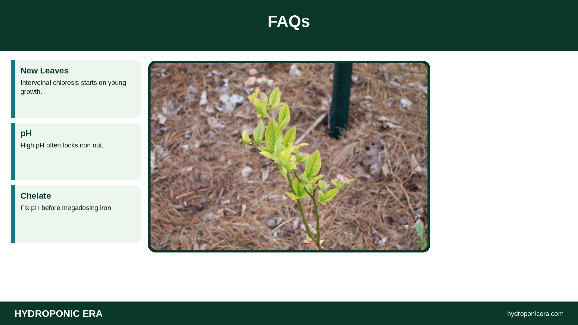 FAQs — HydroponicEra tip card graphic