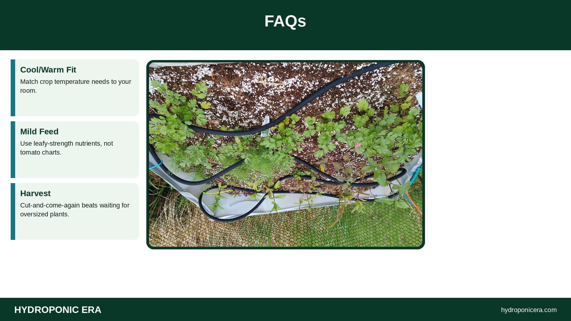 FAQs — HydroponicEra tip card graphic