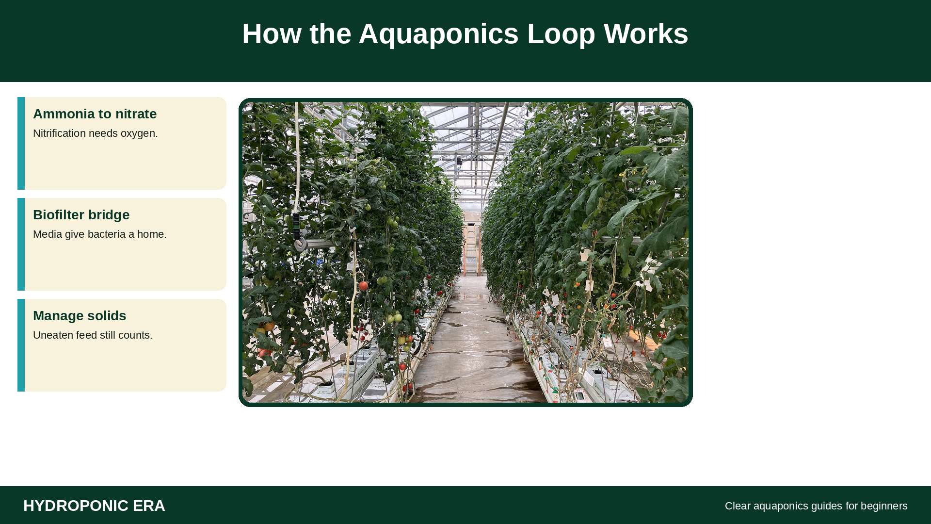 How the aquaponics loop works: tomatoes and greens on fish nutrient water