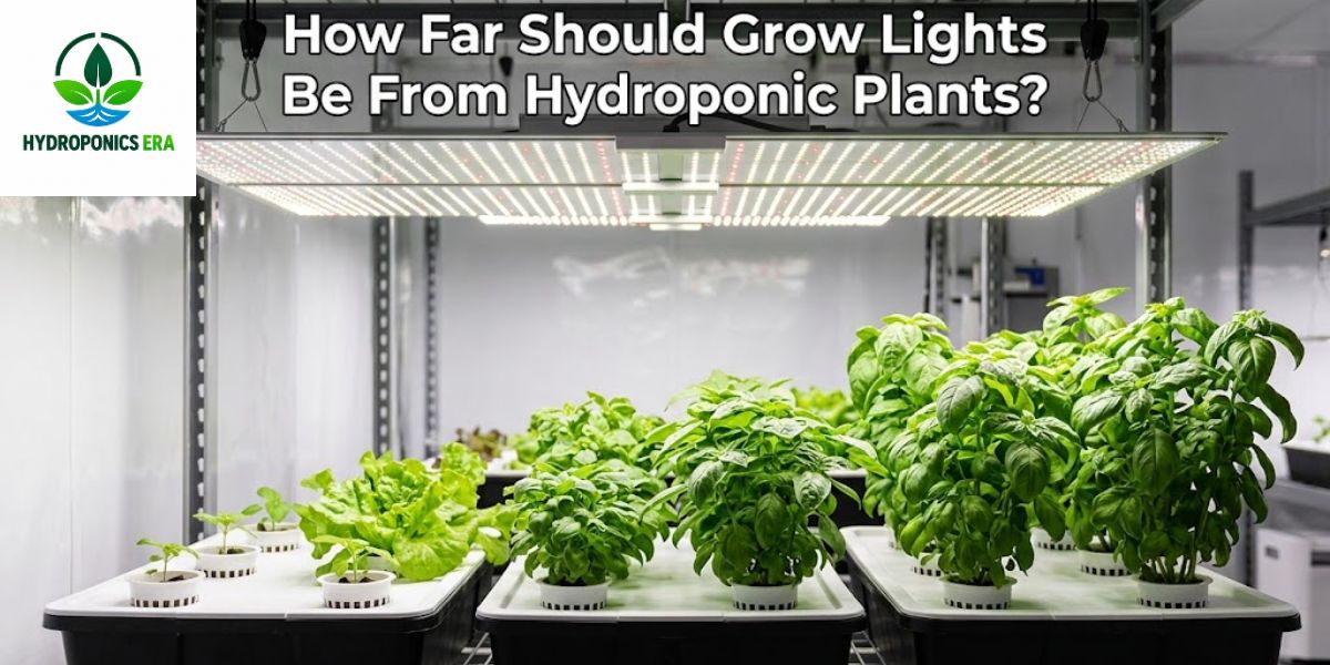 how-far-should-grow-lights-be-from-hydroponic-plants