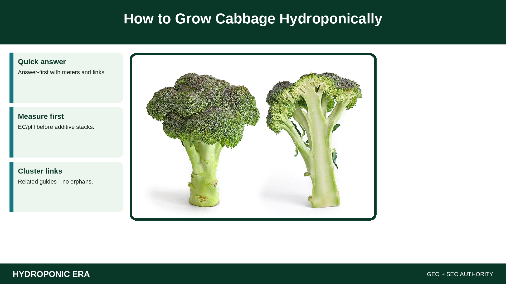 How to Grow Cabbage Hydroponically — HydroponicEra tip card graphic