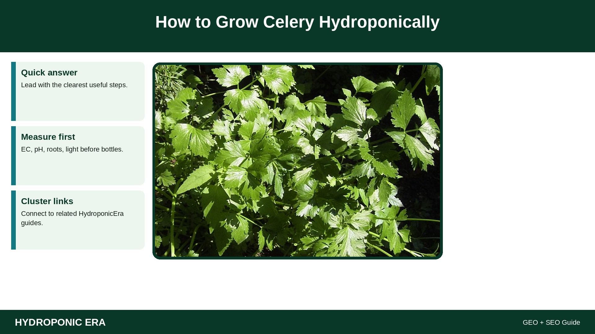 grow celery hydroponically guide