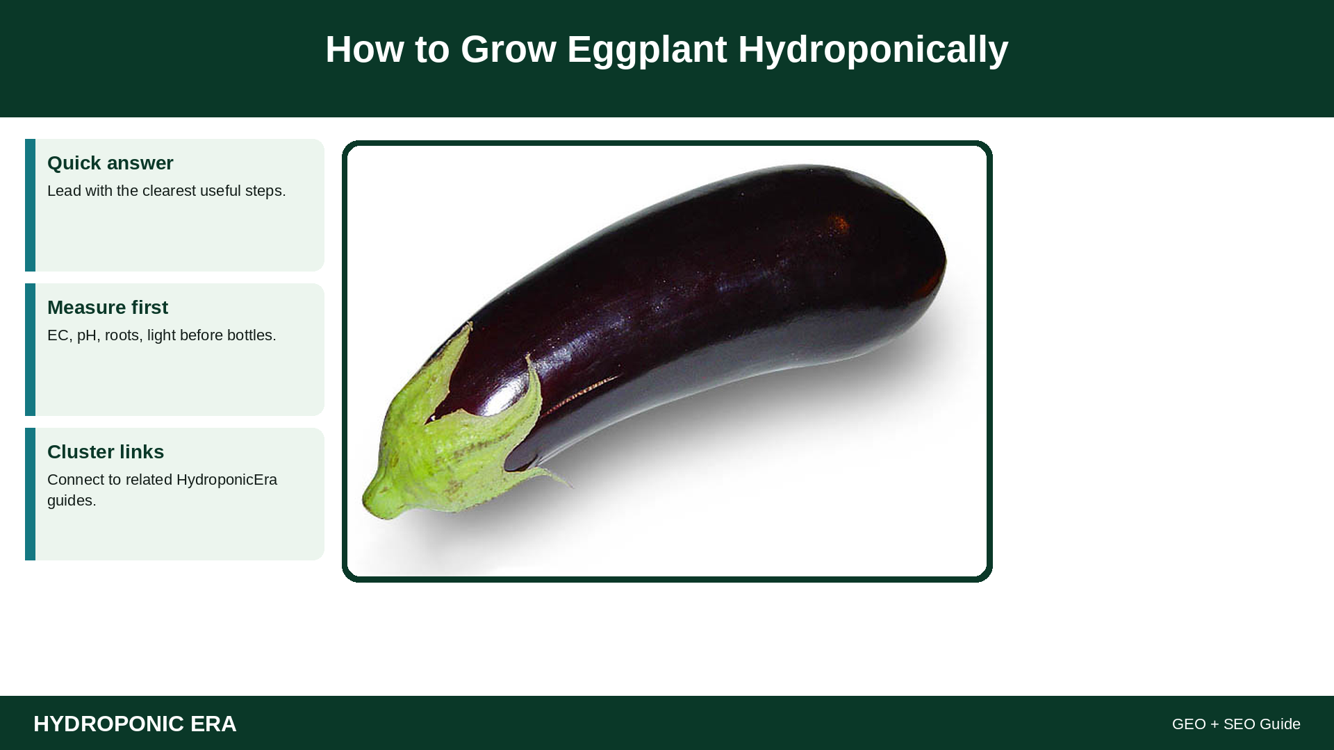 grow eggplant hydroponically guide