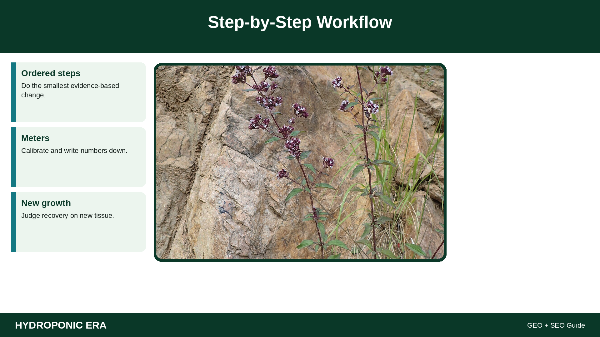 grow oregano hydroponically — HydroponicEra guide image