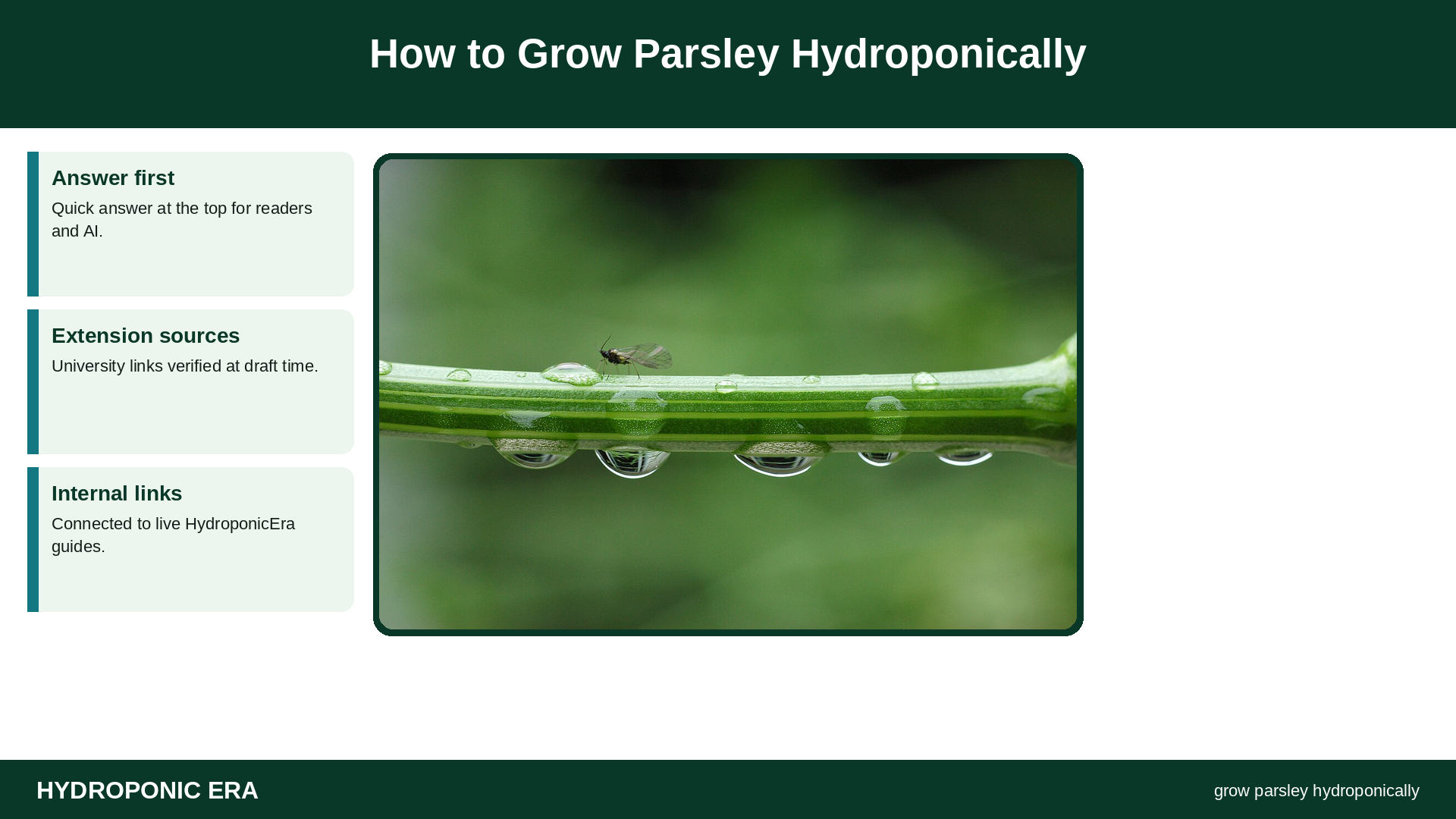 How to Grow Parsley Hydroponically — HydroponicEra tip card graphic