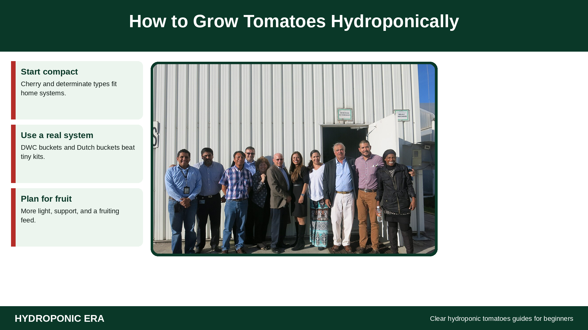 How to grow tomatoes hydroponically: hydroponic tomatoes in a greenhouse system