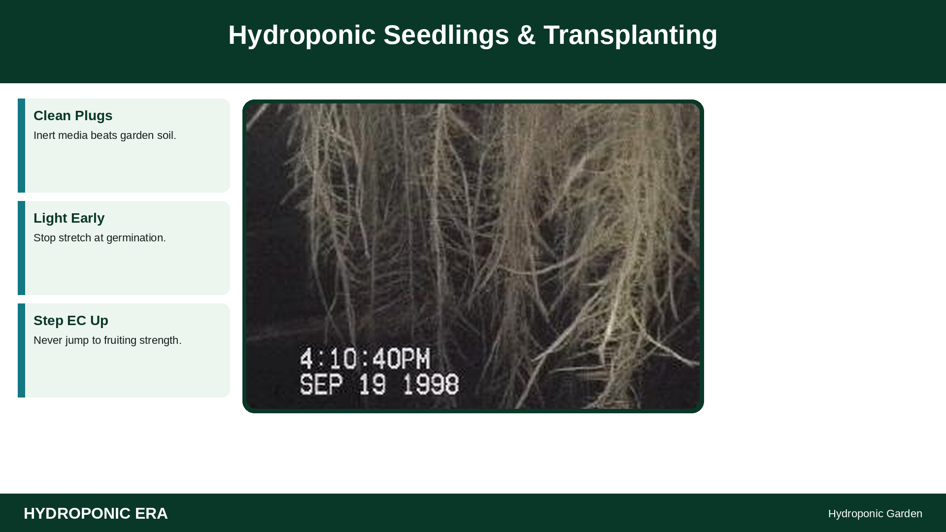 hydroponic seedlings transplanting guide