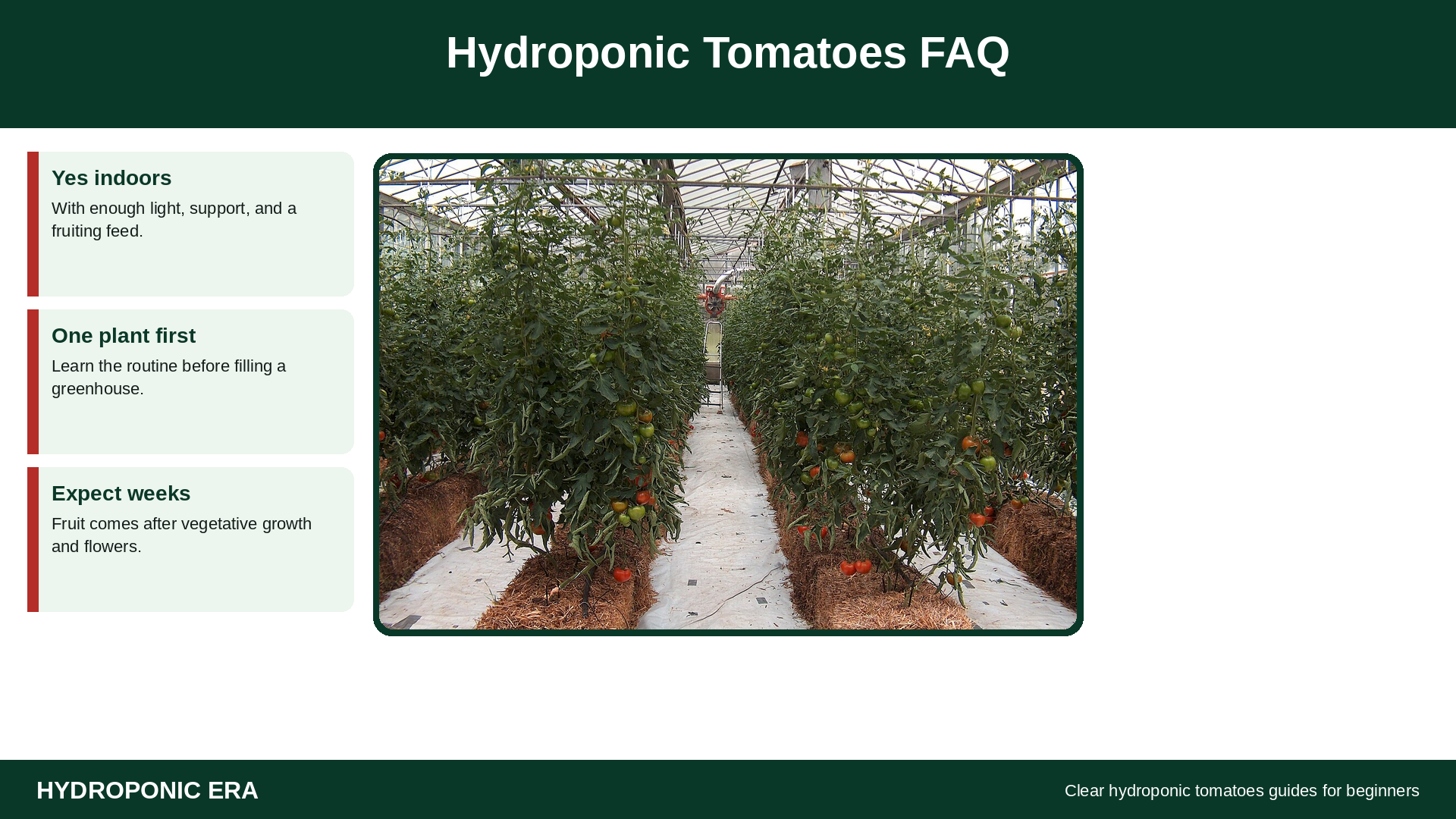 Hydroponic tomatoes FAQ for beginners