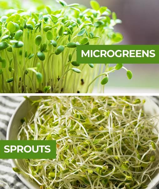Microgreens vs. Sprouts: What Is the Difference?