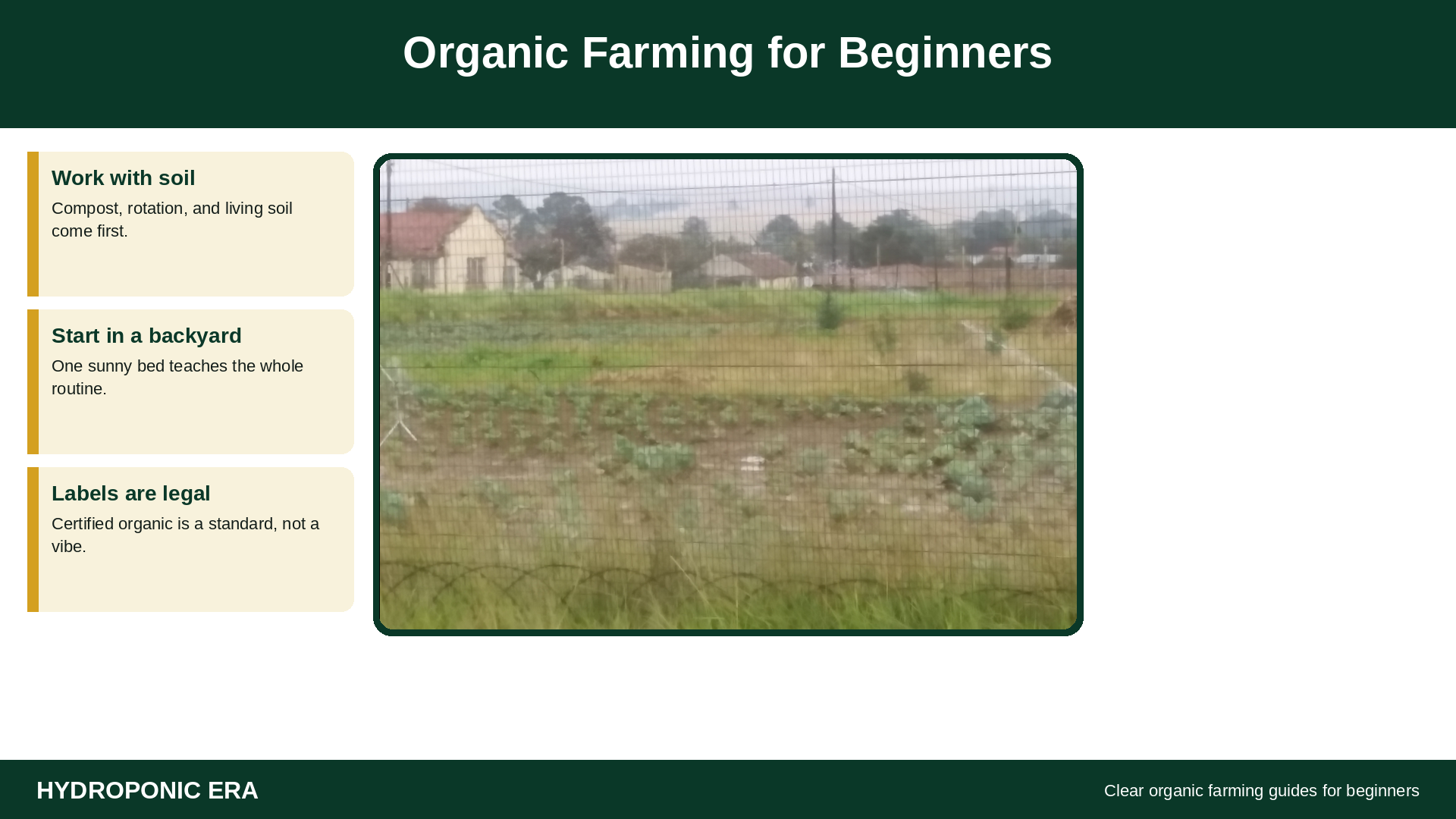 Organic farming for beginners: backyard vegetable rows and how to start