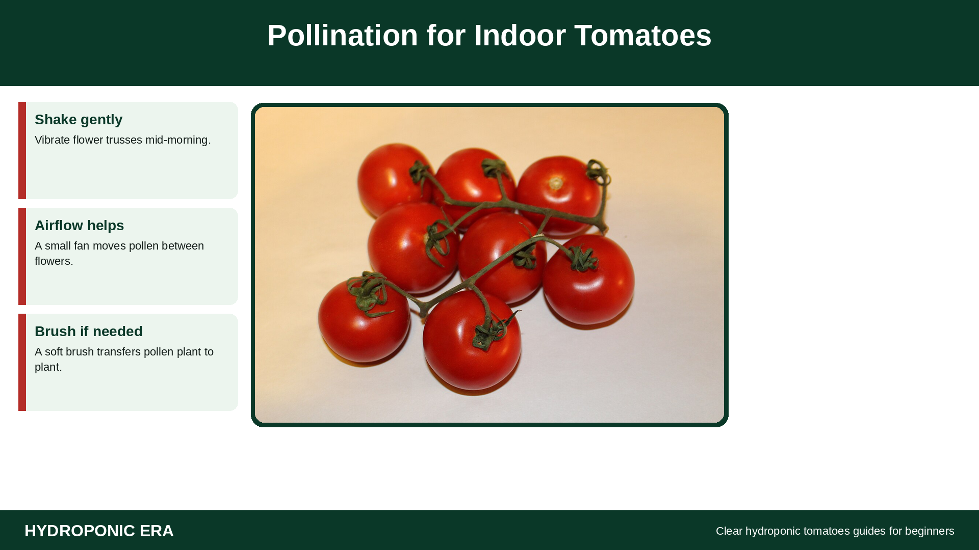 Pollination for hydroponic tomatoes grown indoors
