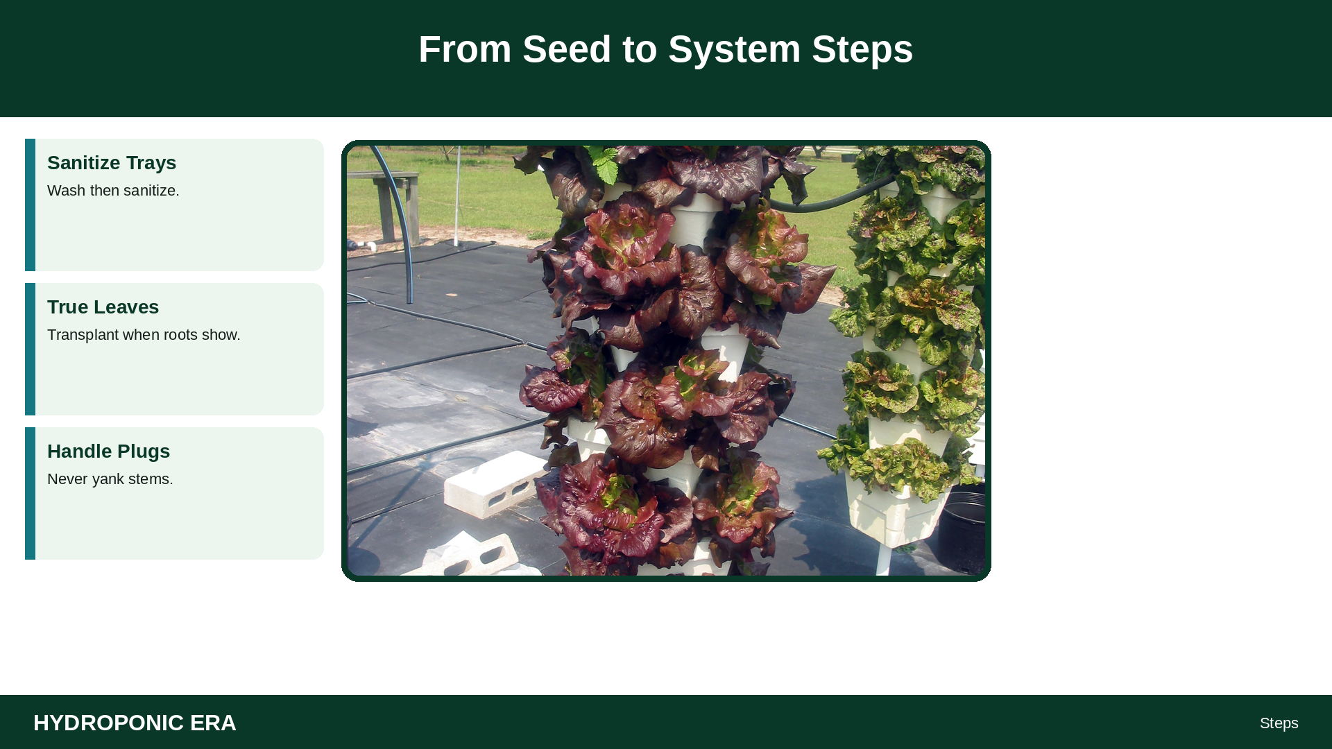 From Seed to System Steps — HydroponicEra tip card graphic