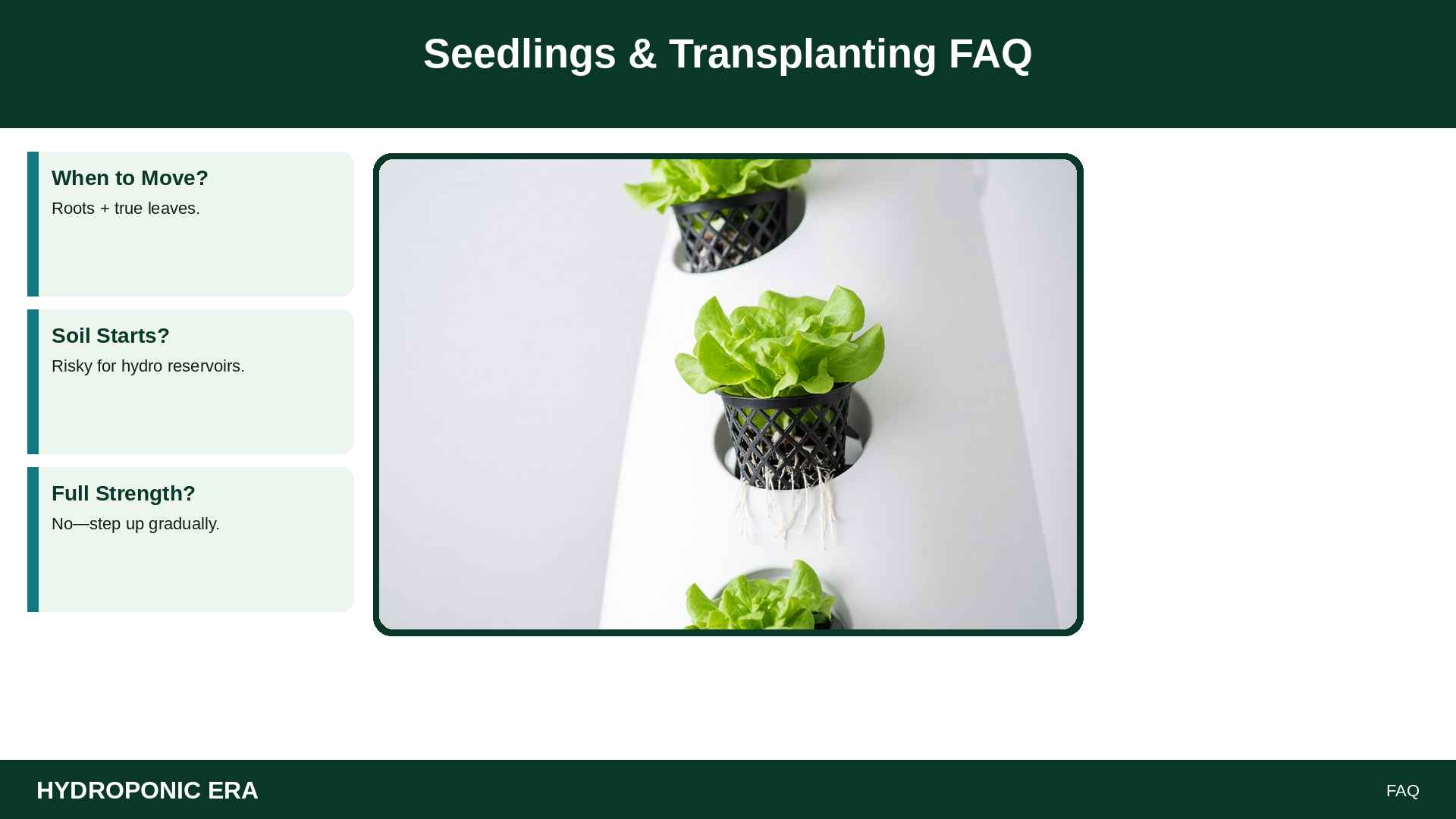 Seedlings & Transplanting FAQ — HydroponicEra tip card graphic