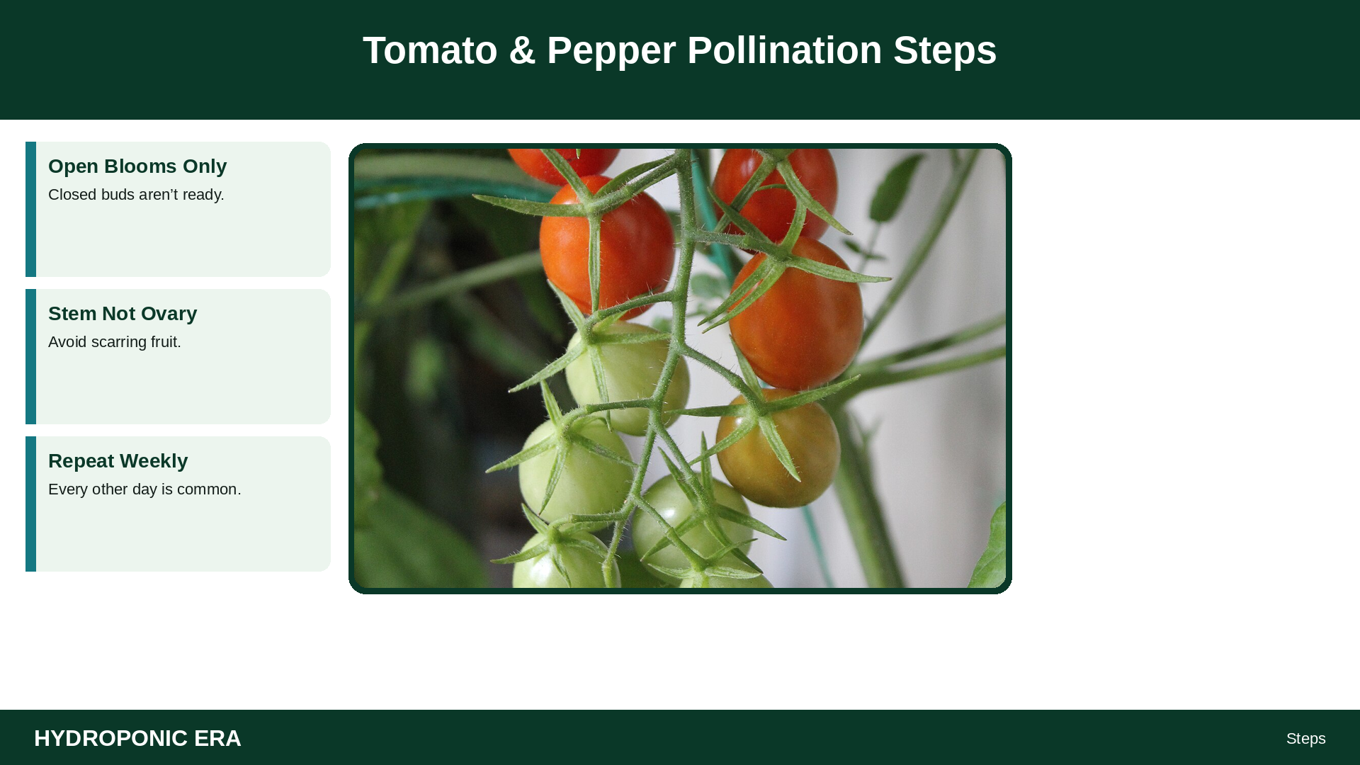 Tomato & Pepper Pollination Steps — HydroponicEra tip card graphic
