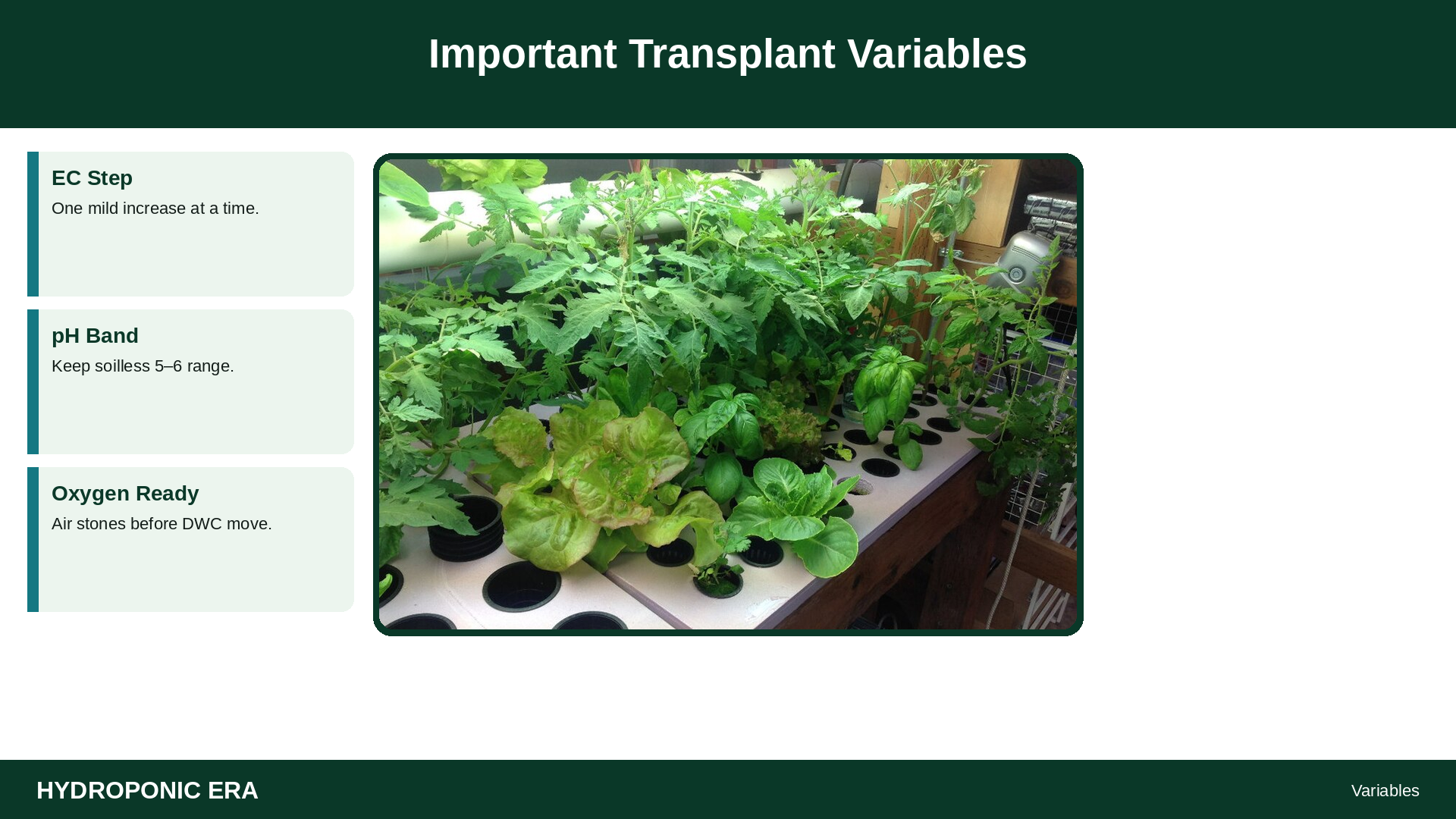 Important Transplant Variables — HydroponicEra tip card graphic