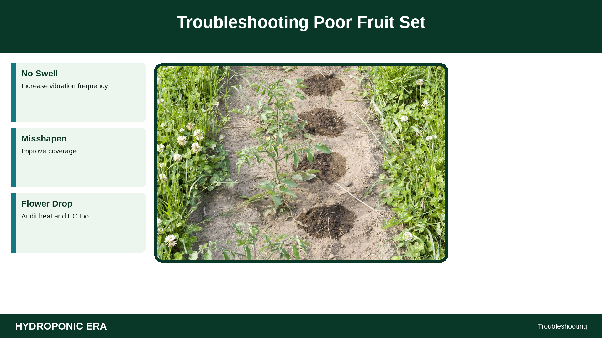 Troubleshooting Poor Fruit Set — HydroponicEra tip card graphic