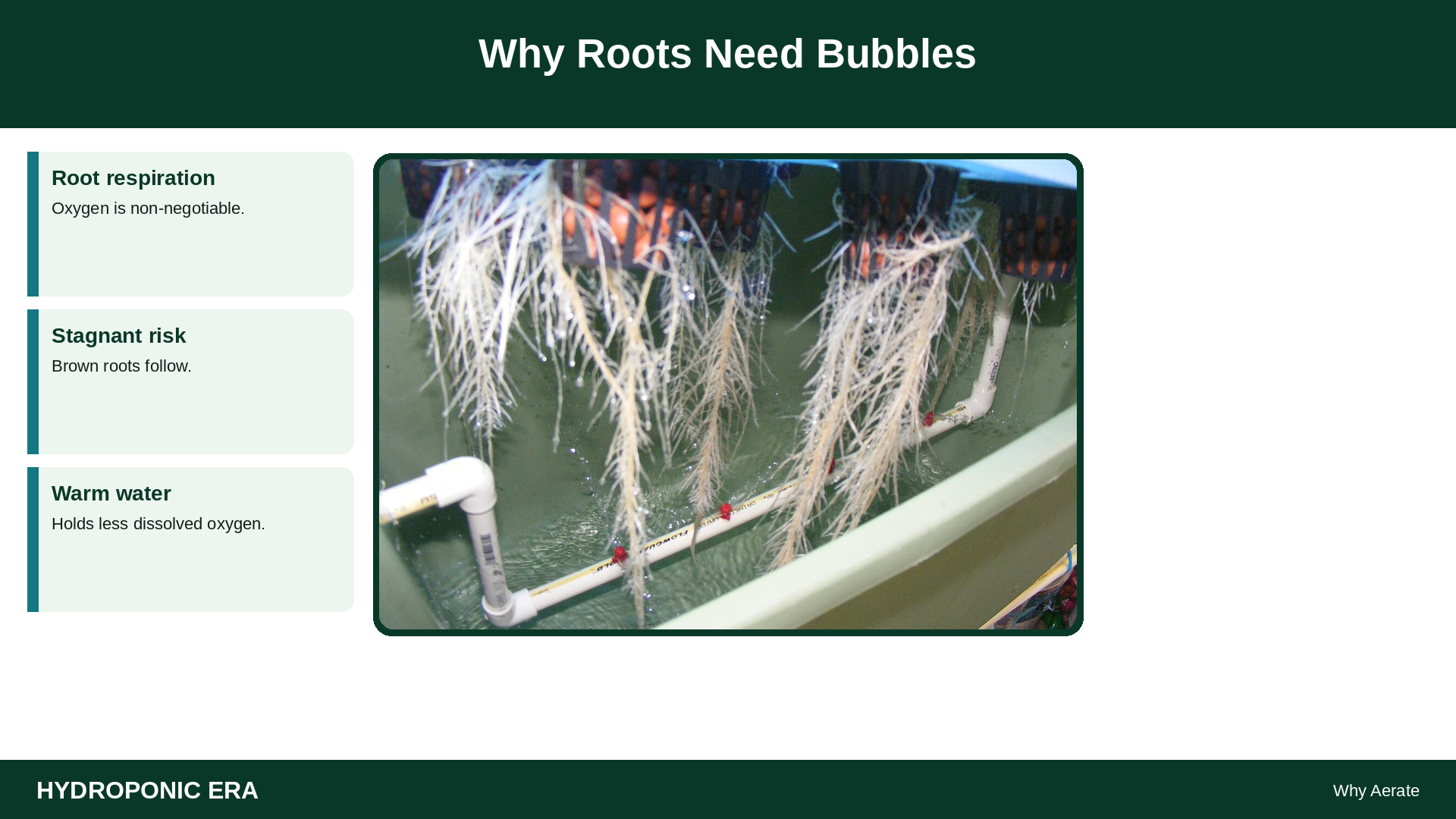 Why Roots Need Bubbles — HydroponicEra tip card graphic