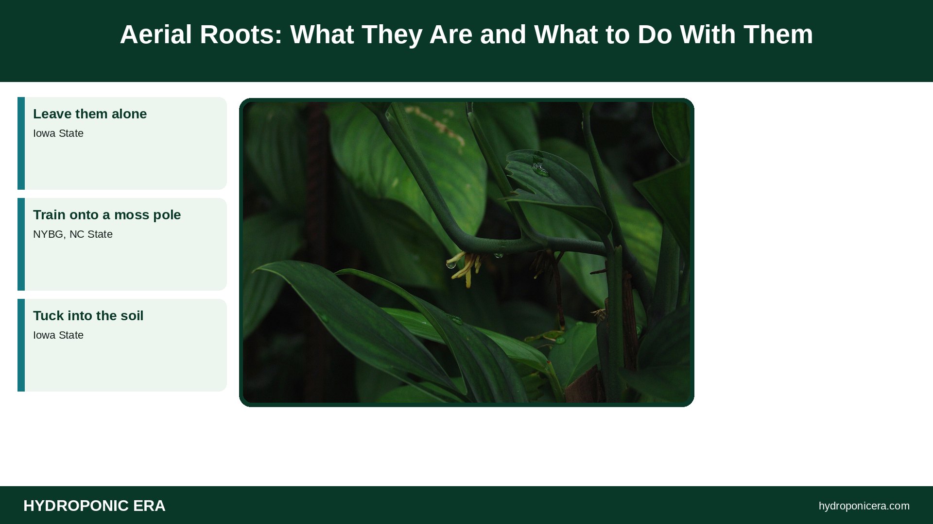 aerial roots — Aerial Roots: What They Are and What to Do With Them