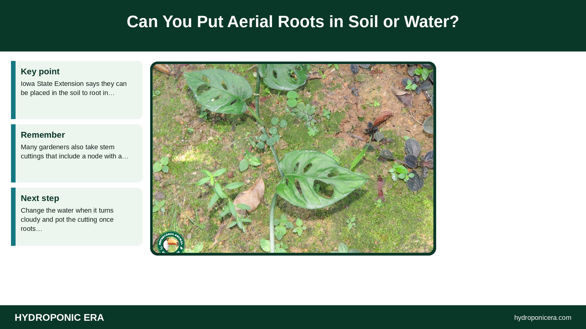 aerial roots — Can You Put Aerial Roots in Soil or Water?