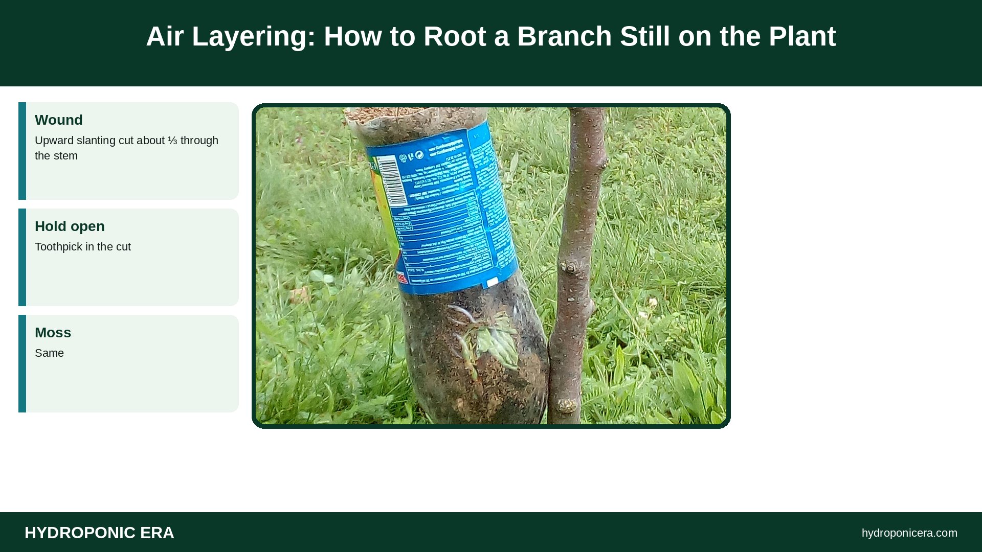 air layering — Air Layering: How to Root a Branch Still on the Plant