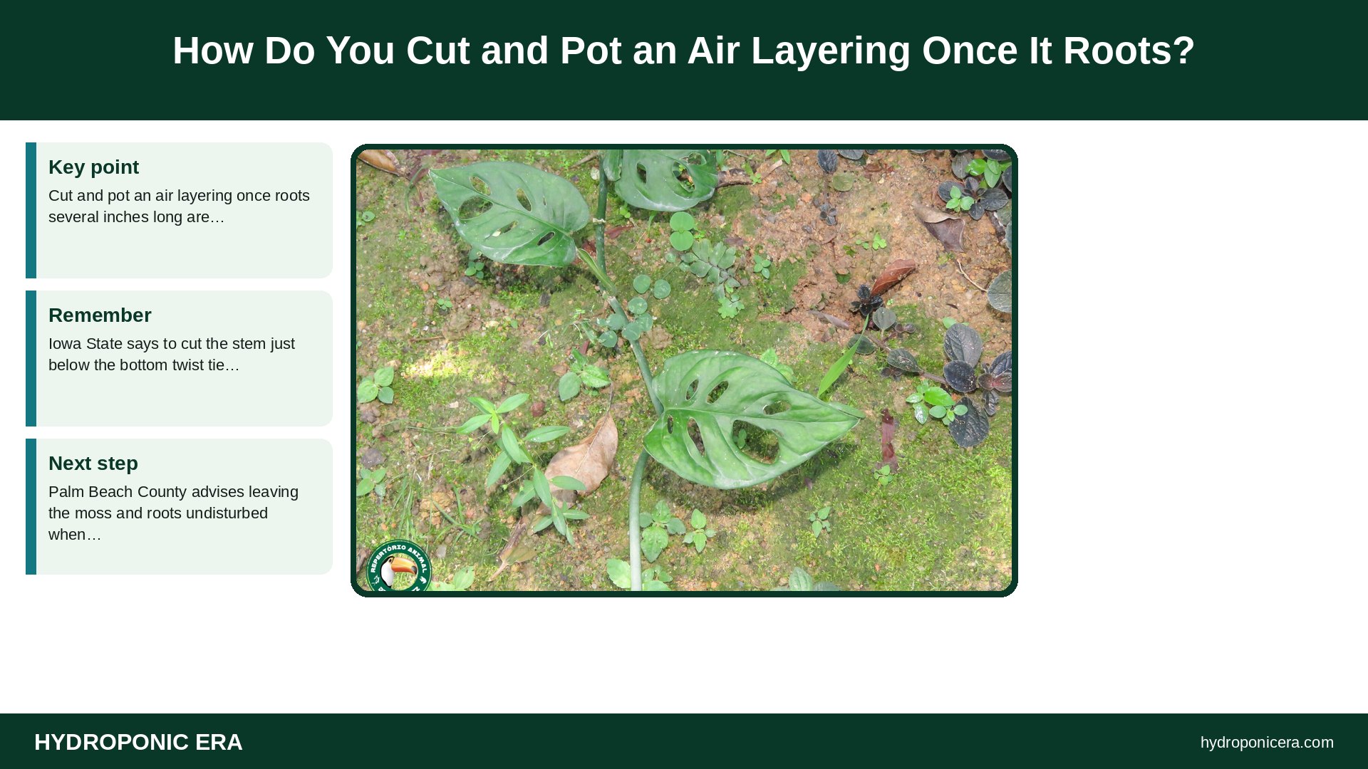 air layering — How Do You Cut and Pot an Air Layering Once It Roots?