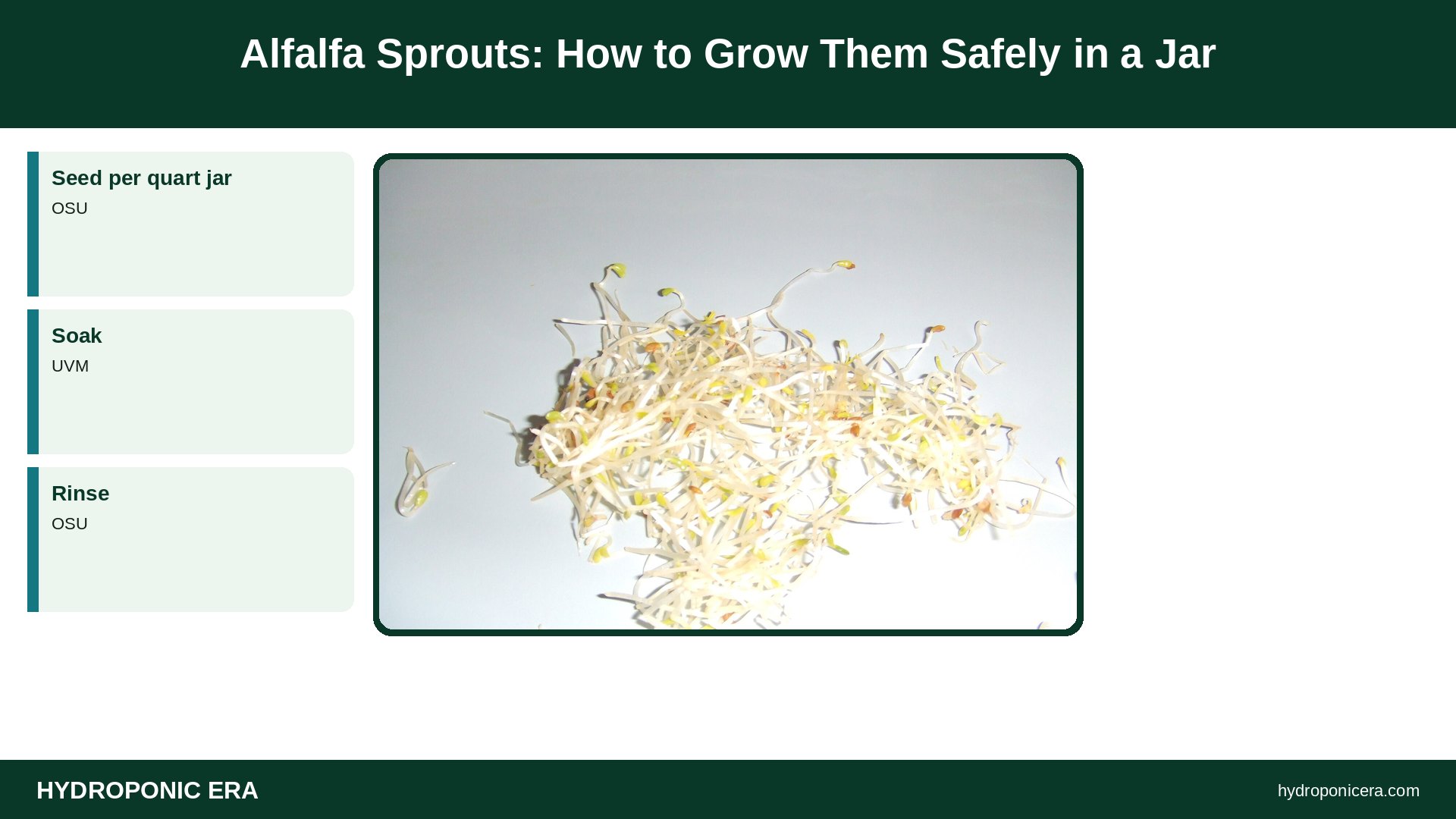 alfalfa sprouts — Alfalfa Sprouts: How to Grow Them Safely in a Jar