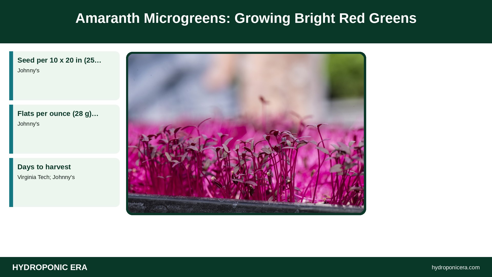 amaranth microgreens — Amaranth Microgreens: Growing Bright Red Greens