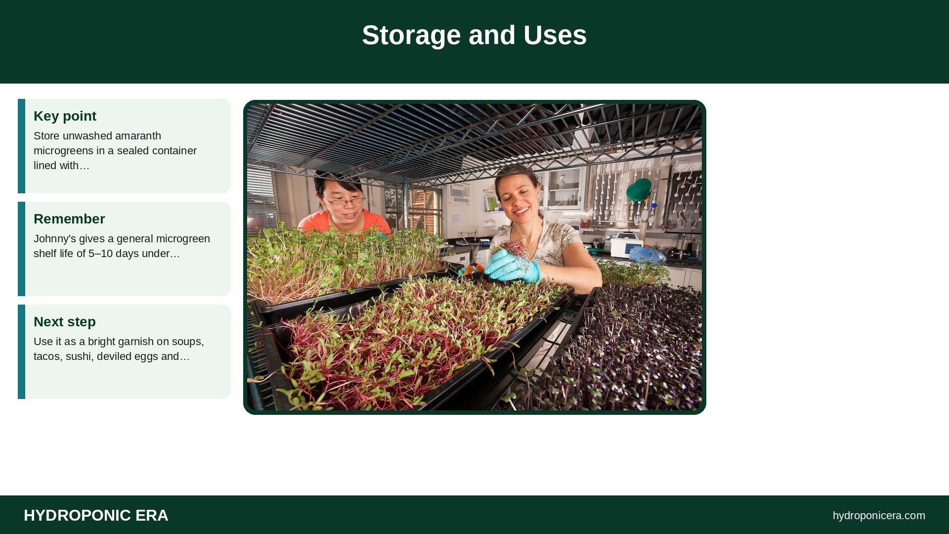 amaranth microgreens — Storage and Uses