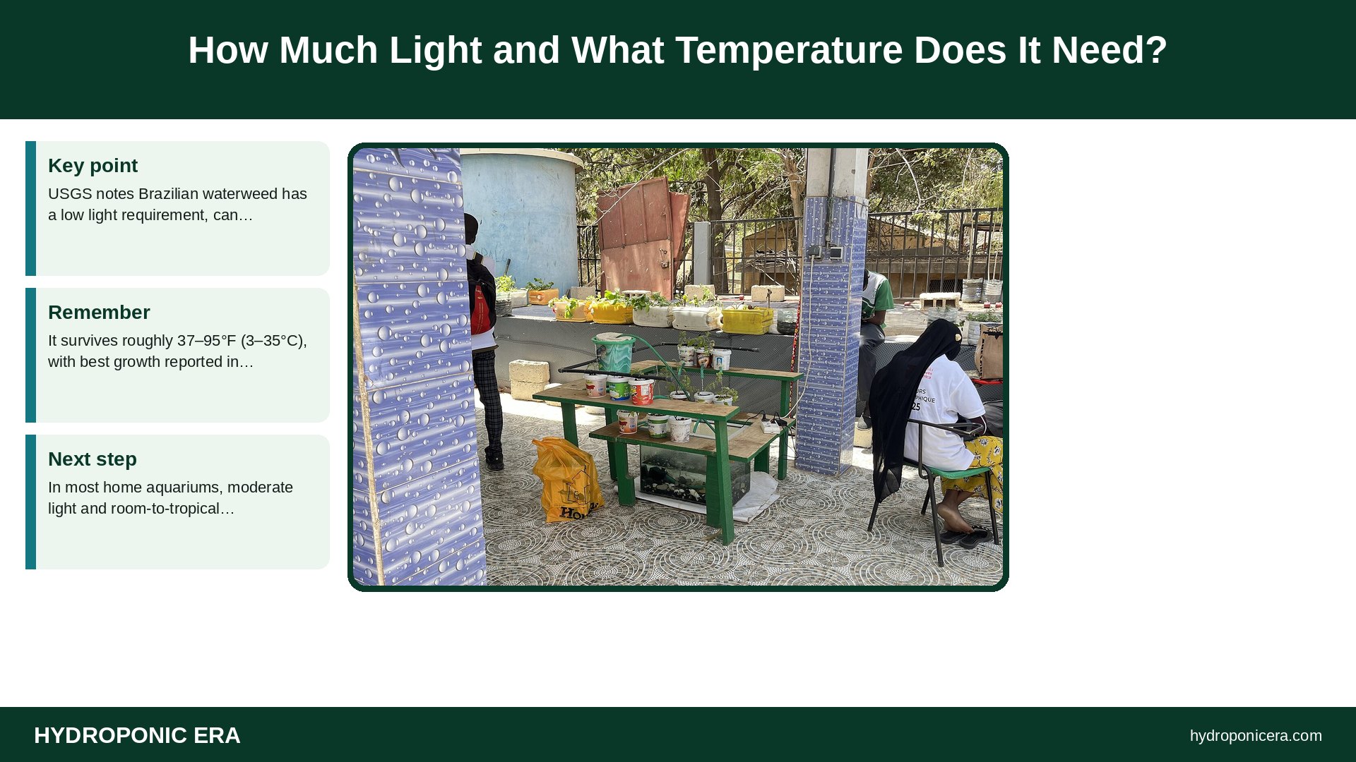 anacharis — How Much Light and What Temperature Does It Need?