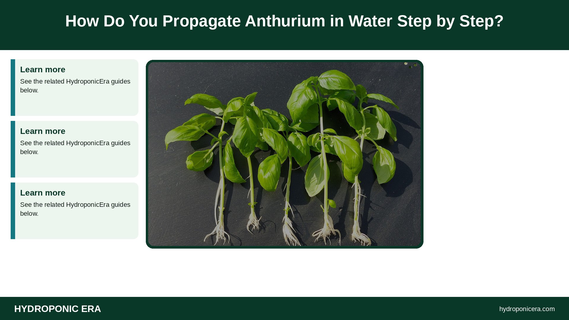 anthurium in water — How Do You Propagate Anthurium in Water Step by Step?