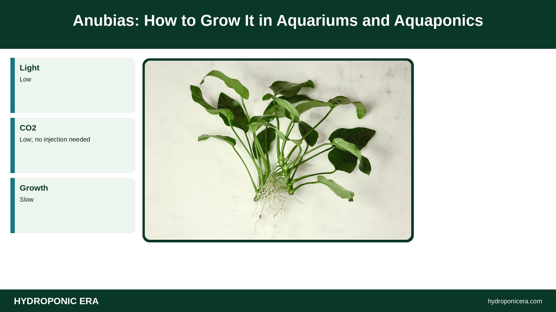 anubias — Anubias: How to Grow It in Aquariums and Aquaponics